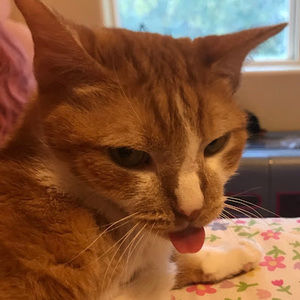 Meet your Posher, Josephine